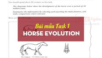 IELTS Writing Task 1 Horse Evolution Sample