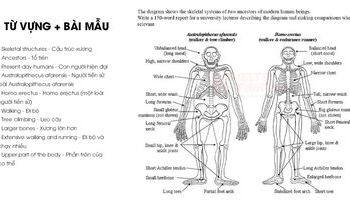 Writing Task 1 Sample: The skeletal systems of two ancestors of modern human beings