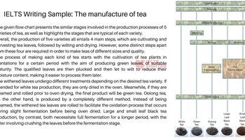 IELTS Process Writing Sample: The manufacture of tea