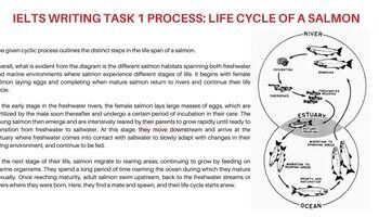 [Từ vựng + Bài mẫu] IELTS Writing Task 1 Process: Life cycle of a salmon