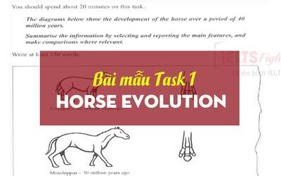 IELTS Writing Task 1 Horse Evolution Sample