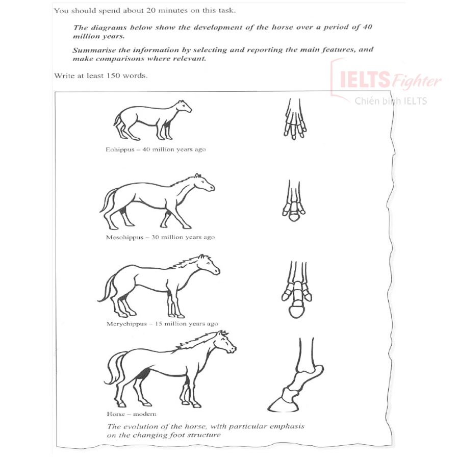 đề writing horse diagram