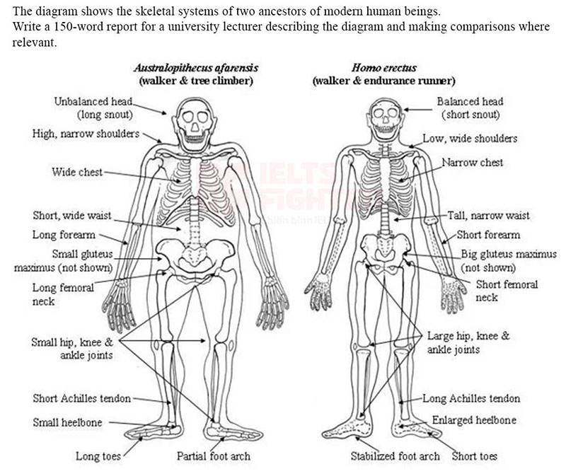 writing the skeletal systems of two ancestors