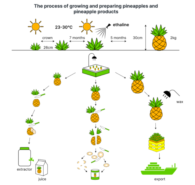 pineapple process