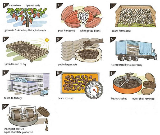 the diagram below shows the process for the making of chocolate 
