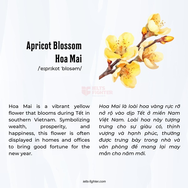 Hoa ng&agrave;y Tết tiếng Anh 2