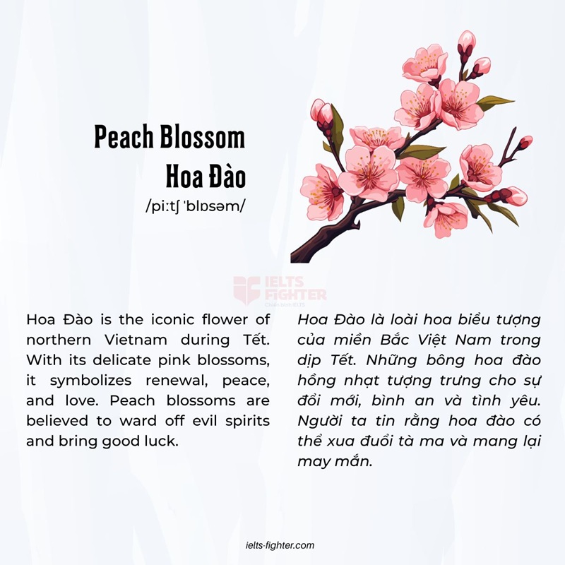 Hoa ng&agrave;y Tết tiếng Anh 1