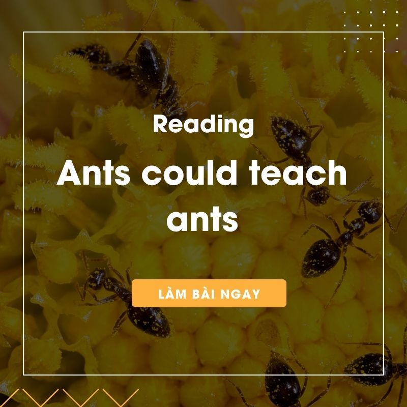 Ảnh test