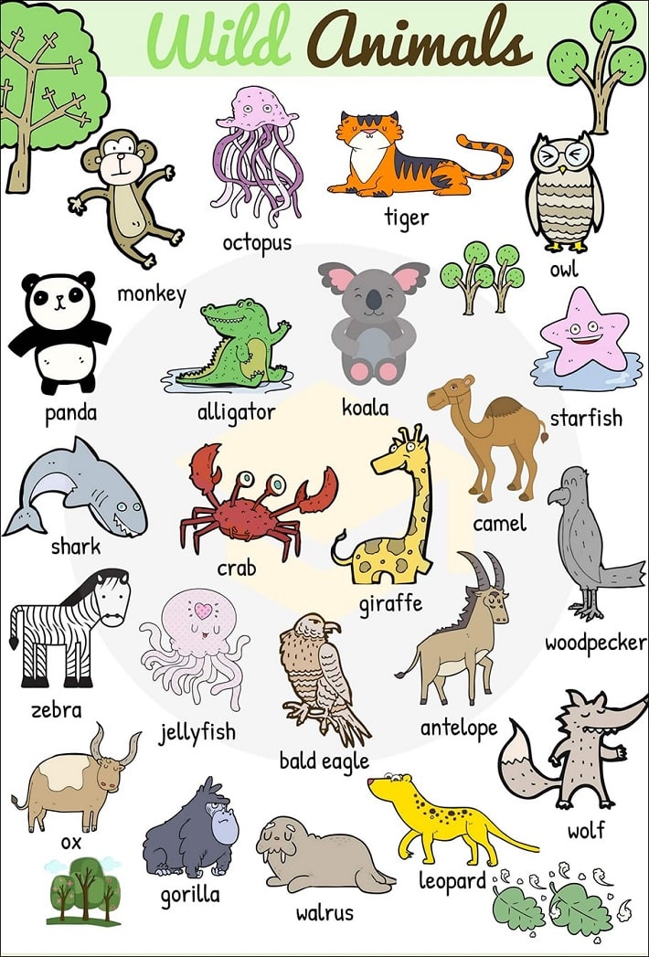 Từ vựng tiếng Anh về động vật (Animals Vocabulary)